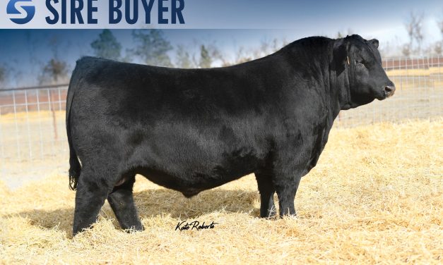 Angus Semen For Sale:  SB10-3967