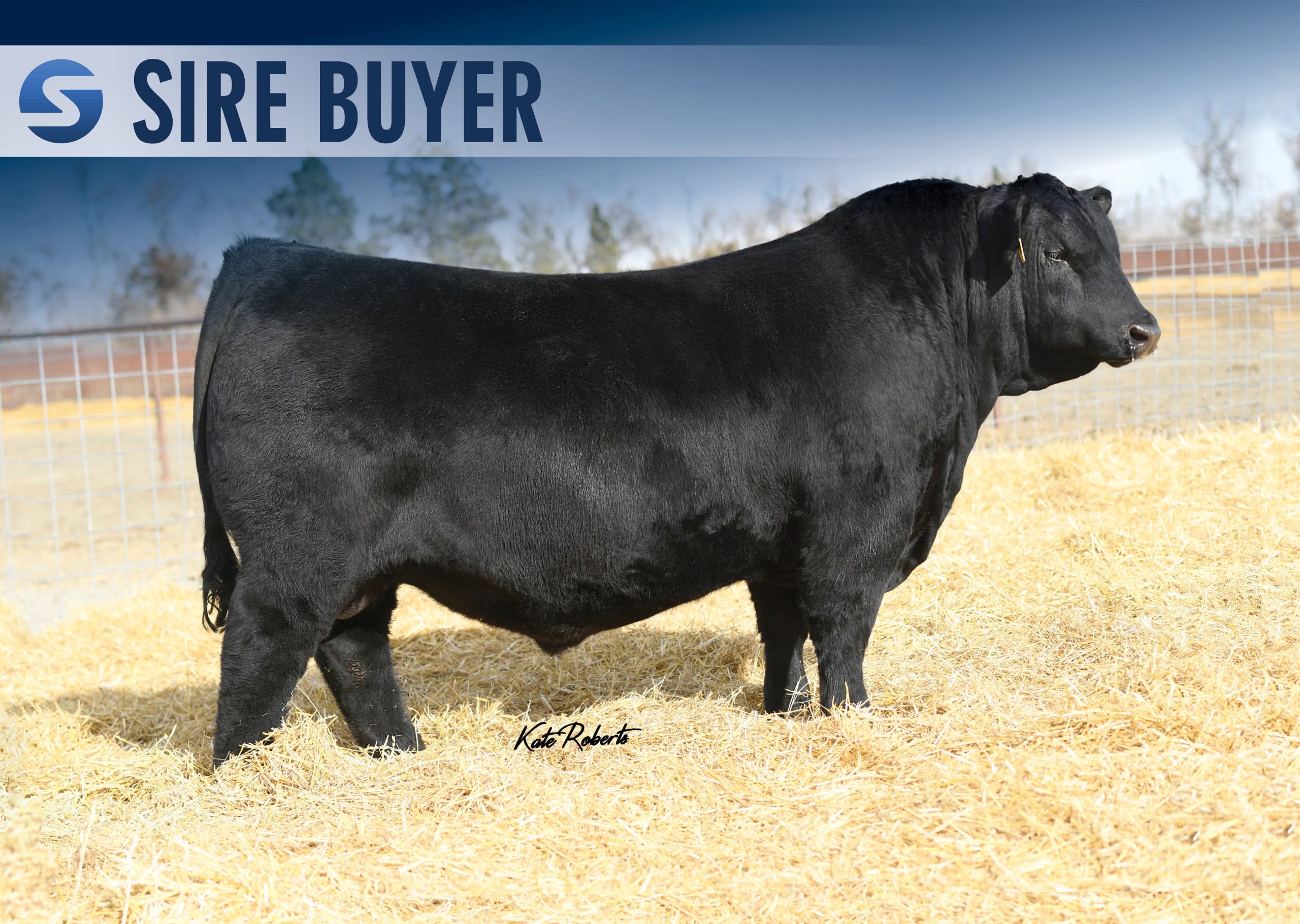 savmagnify1107-sirebuyer