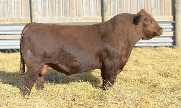 Simmental Semen For Sale:  SB10-3923