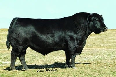 Angus Semen For Sale:  SB10-3984