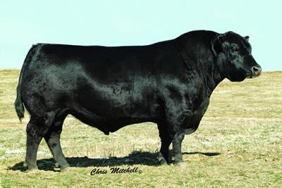 Angus Semen For Sale:  SB10-3984
