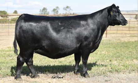 Angus Embryos For Sale:  SB10-3992