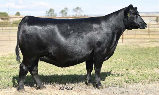 Angus Embryos For Sale:  SB10-3992
