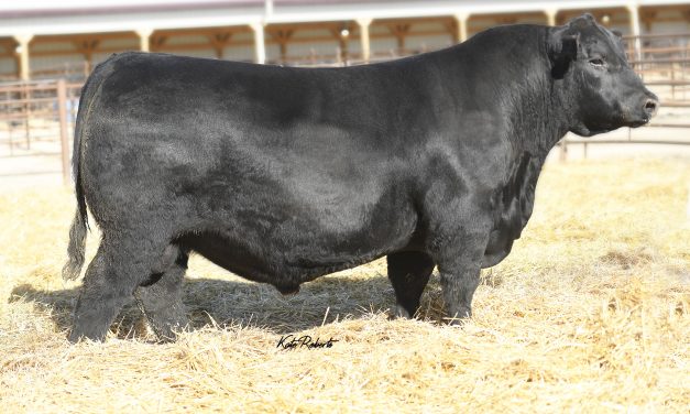 Angus Semen For Sale:  SB10-3995