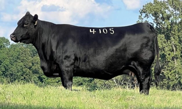 Angus Embryos For Sale:  SB10-4008