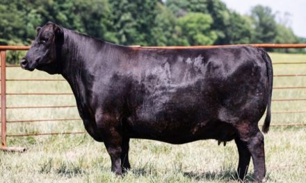 Angus Embryos For Sale:  SB10-4013