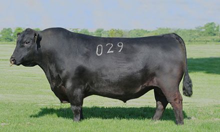 Angus Semen For Sale:  SB10-4001