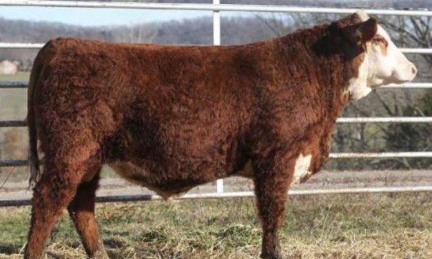 Hereford Semen For Sale:  SB10-4007