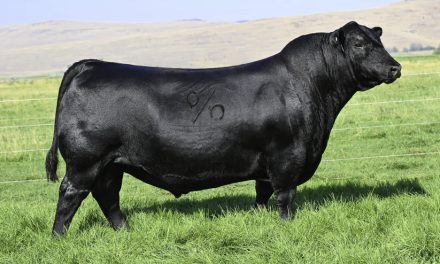 Angus Embryos For Sale:  SB10-3980