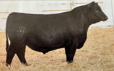 Angus Semen For Sale:  SB10-3990