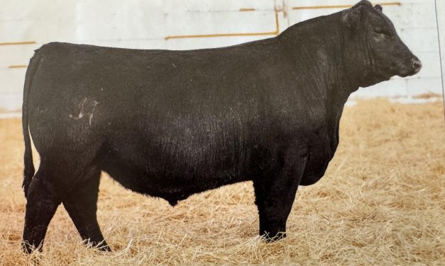 Angus Semen For Sale:  SB10-3990
