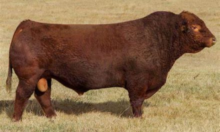 Simmental Semen For Sale:  SB10-3878