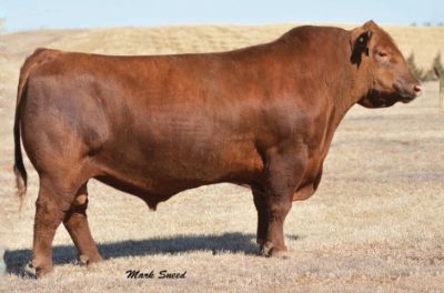 Red Angus Semen For Sale:  SB10-3971