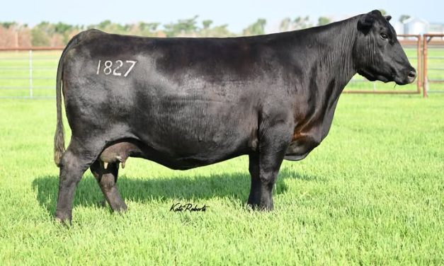 Angus Embryos For Sale:  SB10-4014