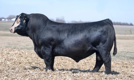 Simmental Semen For Sale:  SB10-4434