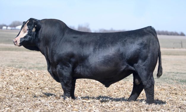 Simmental Semen For Sale:  SB10-4237