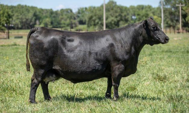 Angus Embryos For Sale:  SB10-3988