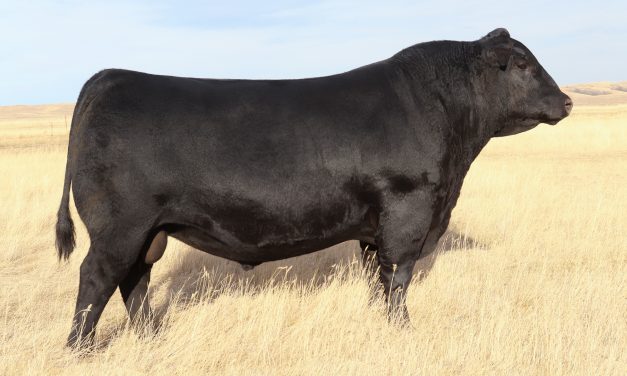 Angus Semen For Sale: SB10-1687