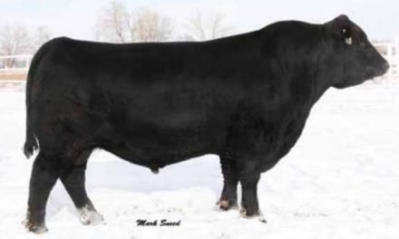 Angus Semen For Sale:  SB10-3983