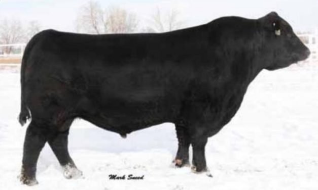 Angus Semen For Sale:  SB10-3983