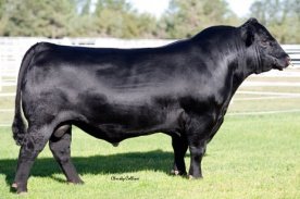 Angus Semen For Sale:  SB10-3970