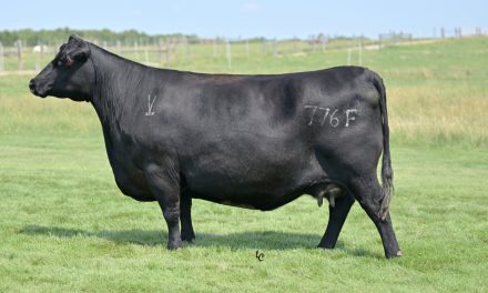 Angus Embryos For Sale:  SB10-4018