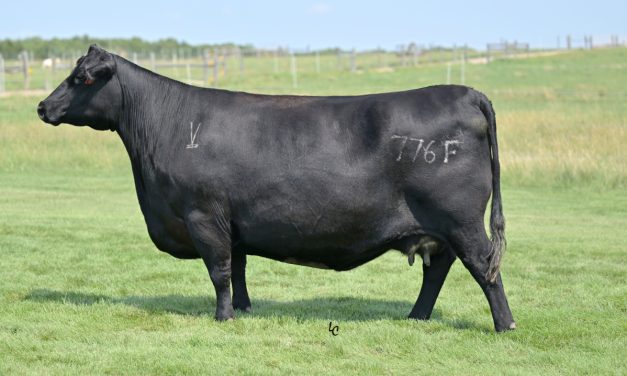 Angus Embryos For Sale:  SB10-4352