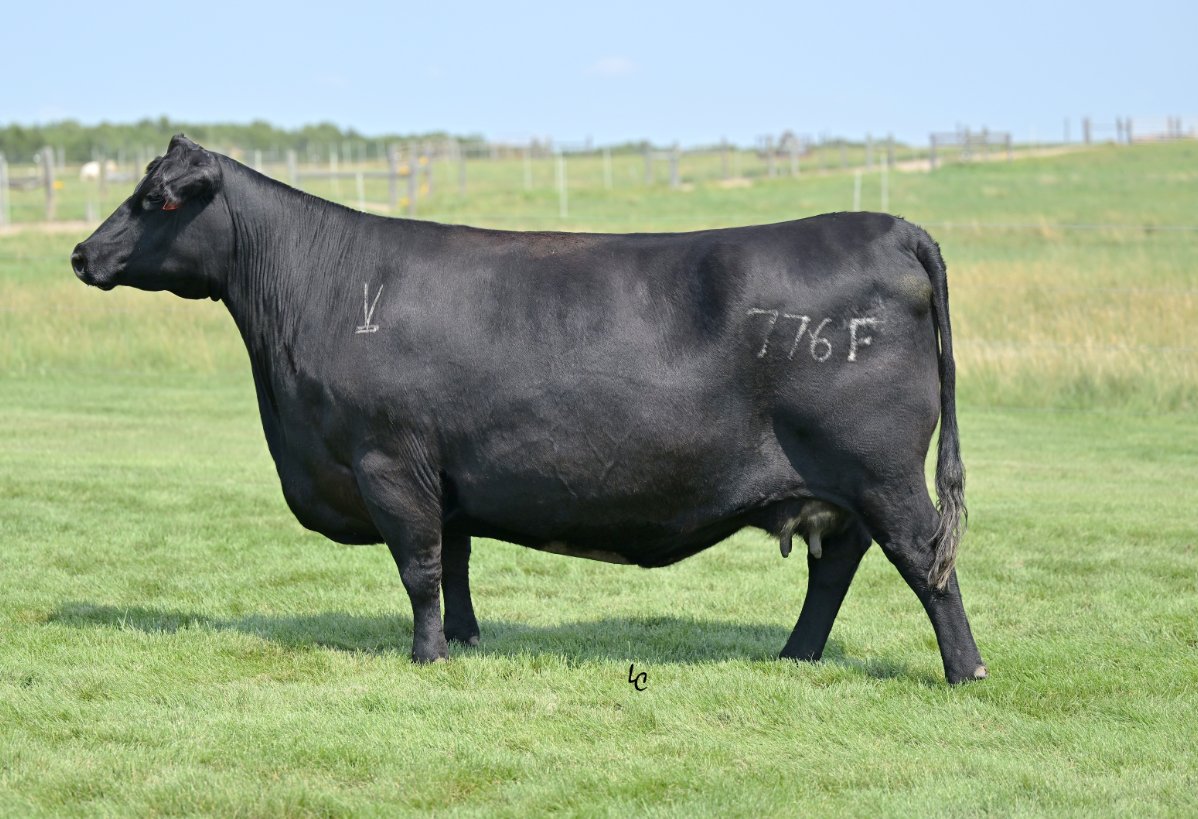V-Bar Miss Maid 776F