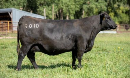 Angus Embryos For Sale:  SB10-3987