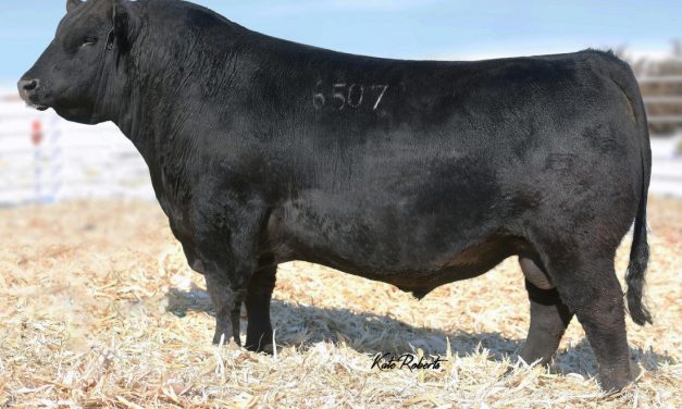 Angus Semen For Sale:  SB10-4652