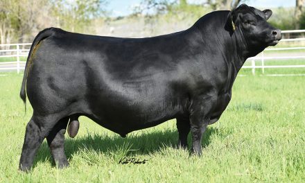 Angus Semen For Sale:  SB10-4012