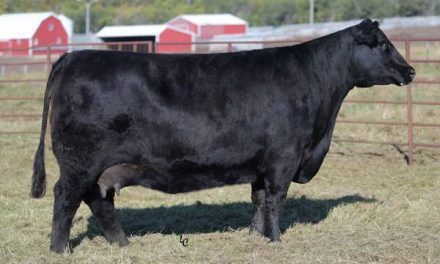 Angus Embryos For Sale:  SB10-3985