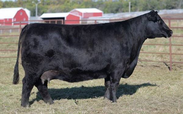 Angus Embryos For Sale:  SB10-3985
