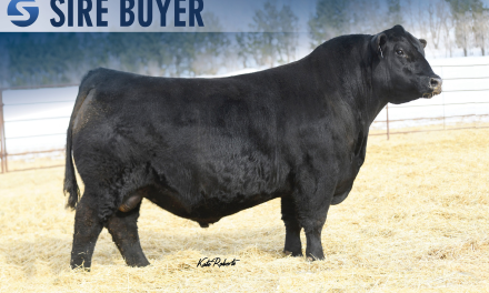 Angus Embryos For Sale:  SB10-3986