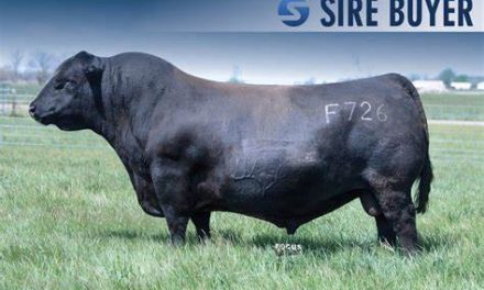 Angus Semen For Sale:  SB10-3973