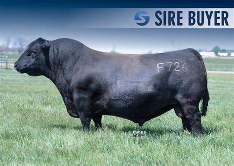 Angus Semen For Sale:  SB10-3973