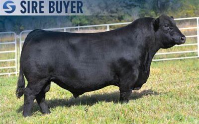 Angus Semen For Sale: SB10-3203