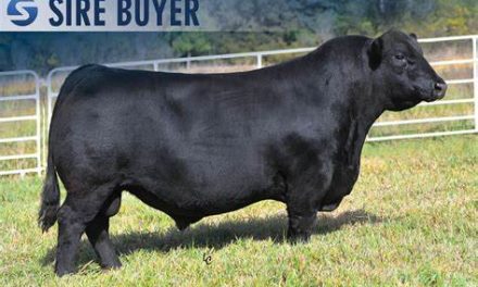 Angus Semen For Sale: SB10-3203