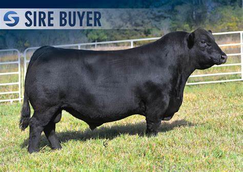 Angus Semen For Sale: SB10-3203