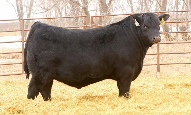 Angus Semen For Sale:  SB10-4004