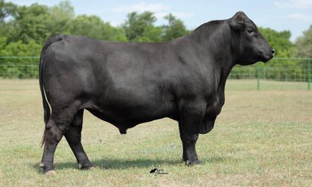 Angus Semen For Sale:  SB10-4047