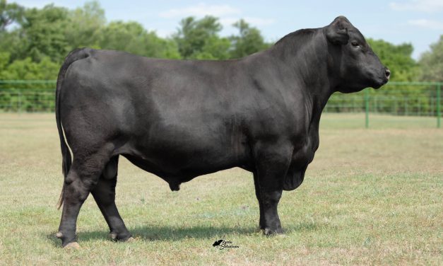Angus Semen For Sale:  SB10-4047