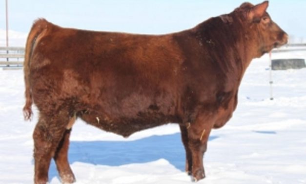 Red Angus Semen For Sale:  SB10-4057