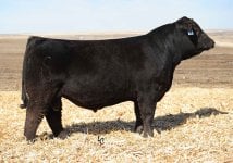 CCR COWBOY CUT 5048Z