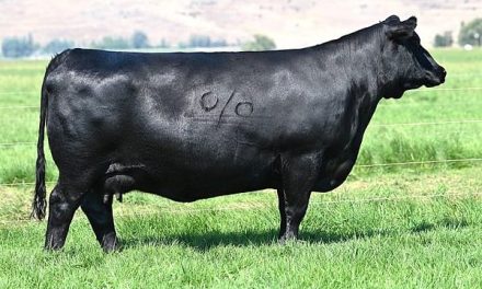 Angus Embryos For Sale:  SB10-4073