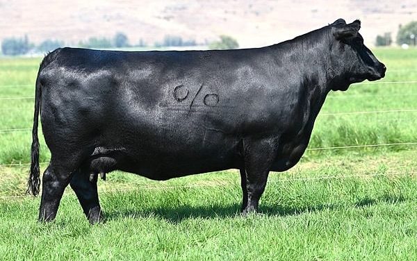 Angus Embryos For Sale:  SB10-4073