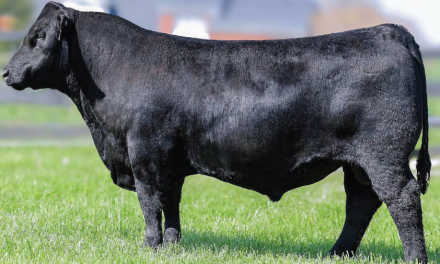 Angus Semen For Sale:  SB10-4064