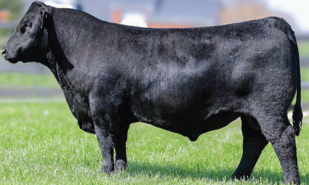 Angus Semen For Sale:  SB10-4064