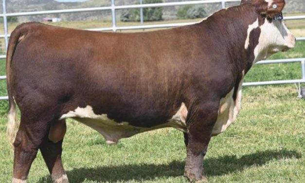 Hereford Semen For Sale:  SB10-4060