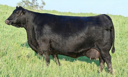 Angus Embryos For Sale:  SB10-4043